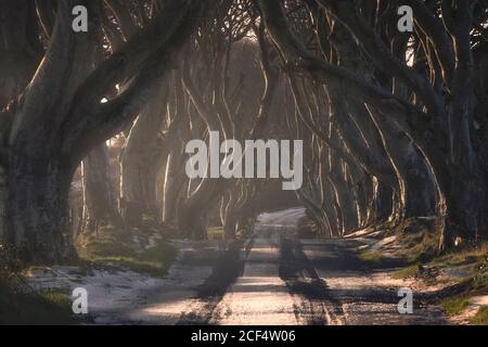 Straße mit leichtem Schneebedeckung durch Dark Hedges avenue von großen, blattlosen Buchen mit verschränken Zweigen in wolkiger Tag Stockfoto