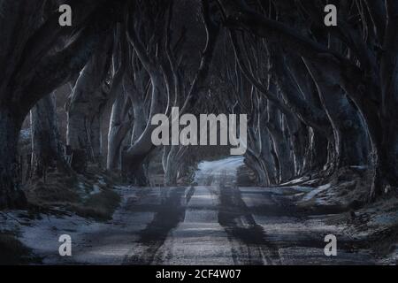 Straße mit leichtem Schneebedeckung durch Dark Hedges avenue von großen, blattlosen Buchen mit verschränken Zweigen in wolkiger Tag Stockfoto