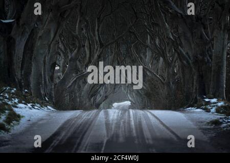 Straße mit leichtem Schneebedeckung durch Dark Hedges avenue von großen, blattlosen Buchen mit verschränken Zweigen in wolkiger Tag Stockfoto