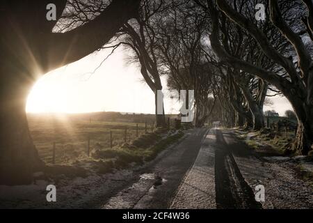 Straße mit leichtem Schneebedeckung durch Dark Hedges avenue von großen, blattlosen Buchen mit verschränken Zweigen in wolkiger Tag Stockfoto