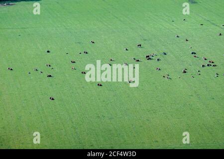 Blick vom Gipfel des North Berwick Law, Blick auf Rinder im Feld, Bonnington Farm, North Berwick Stockfoto