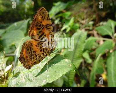 Nahaufnahme des Symbrenhia-Schmetterlings auf einem Blatt in Taipei, Taiwan Stockfoto