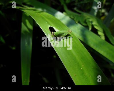 Nahaufnahme der Heuschrecke auf einem Blatt in Taipei, Taiwan Stockfoto