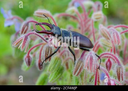 Nahaufnahme des großen weiblichen Hirschkäfer auf den Blumen. Stockfoto