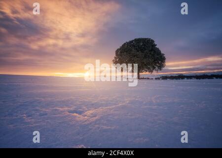 Majestätische schneebedeckten Feld auf dem Hintergrund der hellen Sonnenuntergang Himmel und Einzelbaum Stockfoto