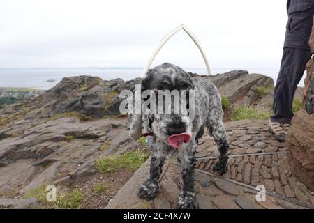 Cocker Spaniel Hund mit toungue aus dem Norden Berwick Law Stockfoto