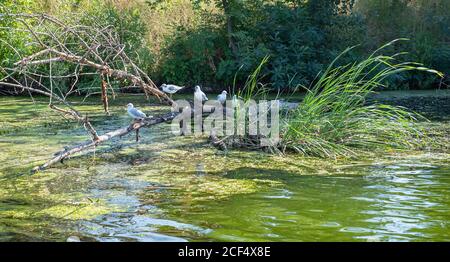 Schwarzkopfmöwen, die auf einem versunkenen Baumstamm in einem See thronen. Möwen Larus ridibundus ruhen auf einer trockenen Nacke, die in der Nähe des Flussufers liegt. Stockfoto