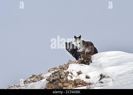 Zwei Wölfe auf dem Grat Stockfoto