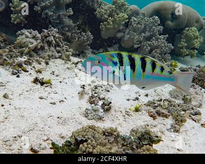 Ein farbenfroher Sixbar Wrasse (Thalassoma hardwicke) schwimmt um ein Korallenriff im Wasser rund um Mystery Island, Vanuatu im Südpazifik Stockfoto