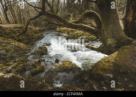 Frühlingslandschaft von Waldpark mit kleinen tobenden Fluss fließt Zwischen alten Bäumen und Steinen bedeckt mit Moos im Norden Irland Stockfoto