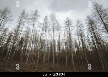 Hohe, blattlose Bäume in einem Wald in Nordirland Stockfoto