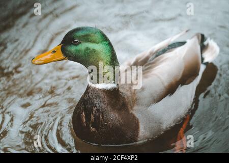 Anmutige Stockente, die im dunklen Wasser schwimmt und sich kräuselt Tollymore Forest Park auf Nordirland Stockfoto