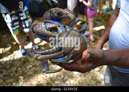 Eine Kokosnuss-Krabbe (Birgus latro), die in der Hand eines lokalen Mannes gehalten wird. Touristen überblicken die Krabbe, die eine leuchtend blaue und orangefarbene Unterseite hat. Stockfoto