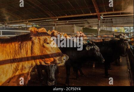 Seitenansicht von reifen gesunden Glanzkühen im Stall Und warten im Sonnenlicht Stockfoto