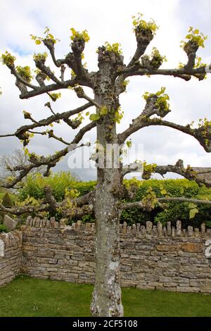 Ein Baum mit einer trockenen Steinmauer an einem Englischer Landgarten Stockfoto