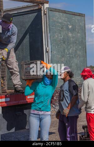 Mendoza, Argentinien - Februar, 09 2015: Gruppe von ethnischen Menschen, die Kisten mit Trauben aus schäbigen LKW während der Arbeit an sonnigen Tag auf dem Bauernhof Stockfoto