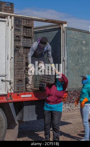 Mendoza, Argentinien - Februar, 09 2015: Gruppe von ethnischen Menschen, die Kisten mit Trauben aus schäbigen LKW während der Arbeit an sonnigen Tag auf dem Bauernhof Stockfoto