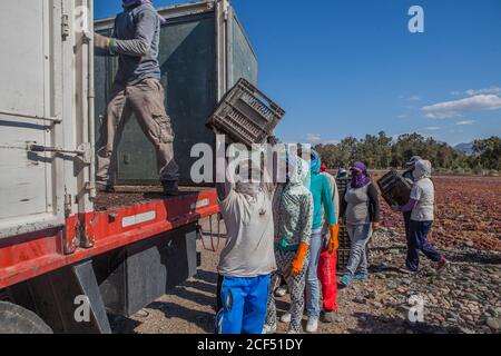 Mendoza, Argentinien - Februar, 09 2015: Gruppe von ethnischen Menschen, die Kisten mit Trauben aus schäbigen LKW während der Arbeit an sonnigen Tag auf dem Bauernhof Stockfoto