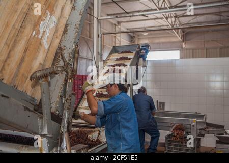 Mendoza, Argentinien - Februar, 09 2015: Ethnische männliche Fabrikarbeiter, die frische Trauben auf verwitterten Maschinen innerhalb der Fabrik sortieren Stockfoto