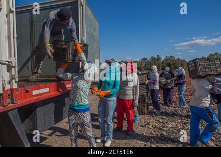 Mendoza, Argentinien - Februar, 09 2015: Gruppe von ethnischen Menschen, die Kisten mit Trauben aus schäbigen LKW während der Arbeit an sonnigen Tag auf dem Bauernhof Stockfoto