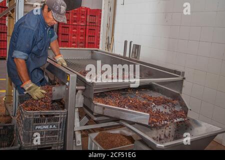 Mendoza, Argentinien - Februar, 09 2015: Erwachsene ethnische Arbeiter Sortieren reife Trauben auf Förderband in Stoff Stockfoto