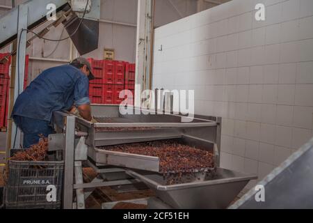 Mendoza, Argentinien - Februar, 09 2015: Erwachsene ethnische Arbeiter Sortieren reife Trauben auf Förderband in Stoff Stockfoto