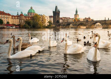 Blick auf die Schwäne in der Moldau und die Karlsbrücke dahinter in Prag, Tschechien Stockfoto