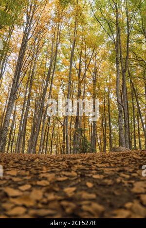 Bäume unter dem Boden verspankelt bunt fallen Blätter mit Herbstwald Auf unscharfem Hintergrund Stockfoto