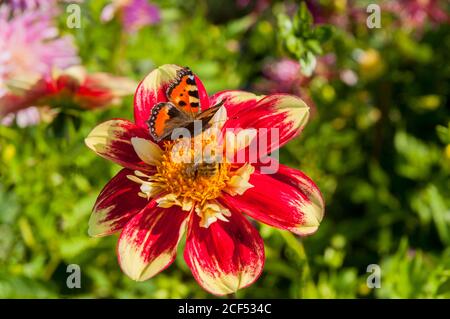 Kleine Schildkröte Muschel Schmetterling Aglais urticae und Bienen Fütterung auf Eine Danum Fackel Dahlia eine Sommer blühende tuberöse Staude Stockfoto