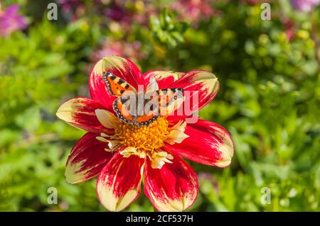 Kleine Schildkröte Muschelschmetterling Aglais urticae Fütterung auf einem Danum Fackel Dahlia eine Sommer blühende tuberöse Staude Stockfoto