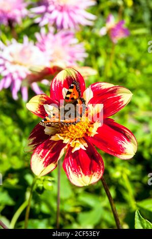 Kleine Schildkröte Muschelschmetterling Aglais urticae Fütterung auf einem Danum Fackel Dahlia eine Sommer blühende tuberöse Staude Stockfoto