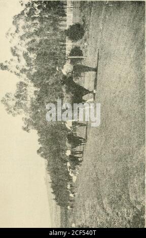 . Zeitschrift des Landwirtschaftsministeriums, Union of South Africa. ) 0 Landwirtschaftliche Gesellschaft. - 22. Juli. (Anmerkung. – die Show in Vrijheid (Natal) wurde auf den 4. Und 5. August 1920 verschoben. &lt; &lt;2 &lt; »r K = w  D .£ H .2 J « O J2 &lt; J u. = O CC -]OOX o m Stockfoto