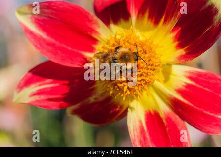 Bumble Bee Bombus pascuorum sammelt Nektar auf Dahlia Danum Fackel Im september für Winterfutter Nester auf dem Boden zu lagern Oder oben in Vogelnestern Stockfoto