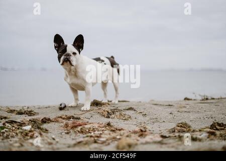 Entzückende französische Bulldogge auf Sand in der Nähe winkende Meer auf Grauer Tag am Strand Stockfoto