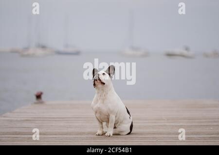 Entzückende französische Bulldogge, die auf einem hölzernen Pier in der Nähe des winkenden Meeres sitzt Am grauen Tag am Strand Stockfoto