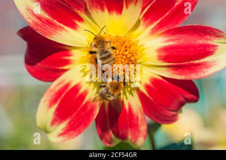 Zwei Bumble Bees Bombus pascuorum sammeln Nektar auf Dahlia Danum Fackel im september für Winterfutter Nester auf dem Boden oder oben in Vögel Nest zu speichern Stockfoto