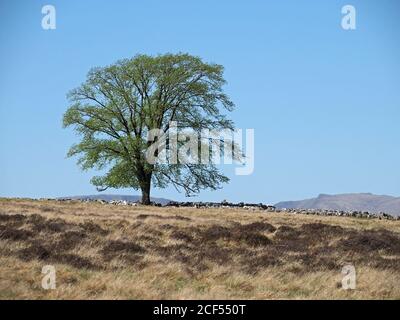 Der Krönungsbaum im Frühjahr fiel eine Ulme (Ulmus Procera), die hoch auf Crosby Ravensworth gepflanzt wurde, für die Krönung von König George VI. In Cumbria, England, Großbritannien Stockfoto