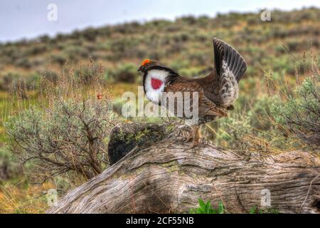 Dusky Grouse Stockfoto