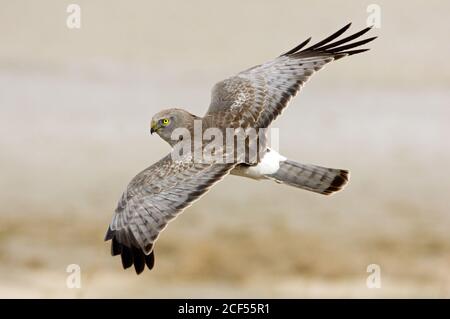 Northern Harrier Stockfoto