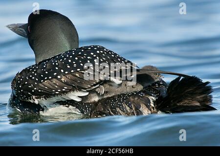 Gemeinsamen Loon Stockfoto