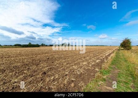 Frisch gepflügte Feld in Great Wakering, in der Nähe von Southend, Essex, Großbritannien. Blauer Himmel und flauschige Wolke. Landwirtschaftliche Nutzpflanzen Feld mit Fußweg an der Grenze Stockfoto