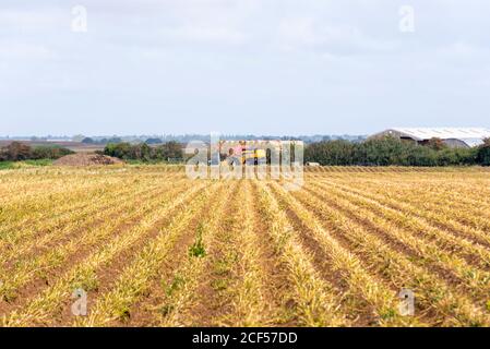 Frisch gepflügte Feld in Great Wakering, in der Nähe von Southend, Essex, Großbritannien. Farm und landwirtschaftliche Ausrüstung. Gepflügte Furchen in die Ferne. Erntegut Stockfoto