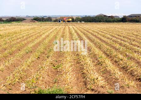 Frisch gepflügte Feld in Great Wakering, in der Nähe von Southend, Essex, Großbritannien. Farm und landwirtschaftliche Ausrüstung. Gepflügte Furchen in die Ferne. Erntegut Stockfoto