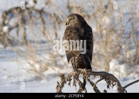 Northern Harrier Stockfoto