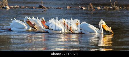 Amerikanische weiße Pelikane Stockfoto