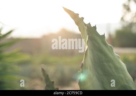 Bündel von wachsenden grünen Agave mit hohen Blüten bei Tageslicht Stockfoto