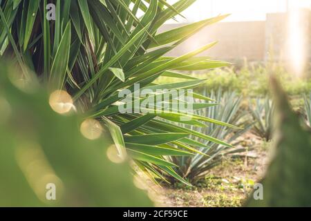 Bündel von wachsenden grünen Agave mit hohen Blüten bei Tageslicht Stockfoto