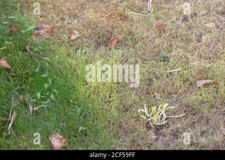 Etiolation. Ergebnis von grünem Gras und Löwenzahn (Taraxacum officinale), Pflanze bedeckt, von Licht beraubt, durch ein Zelt Bodenplatte auf einem Campingplatz Stockfoto