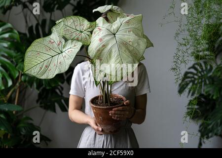 Frau Gärtnerin in einem Leinenkleid hält und versteckt sich hinter Caladium-Zimmerpflanze mit großen weißen Blättern und grünen Adern in Tontopf. Liebe für Pflanzen. Zoll Stockfoto