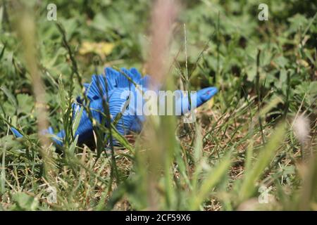 Blue Gummi stegosaurus Dinosaurier Spielzeug in einem Park Stockfoto